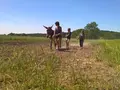 Solidarische Landwirtschaft und Lernort BAUERei Potsdam-Grube in Potsdam Solidarische Landwirtschaft und Lernort BAUERei Potsdam-Grube in Potsdam